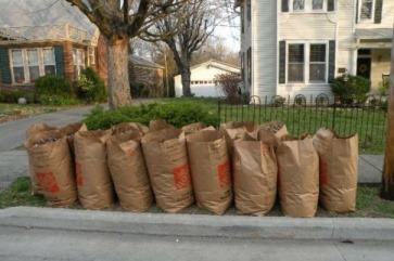 leaf BIG compressed2.jpeg